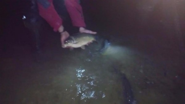 На Волині зарибнили водосховище. ФОТО