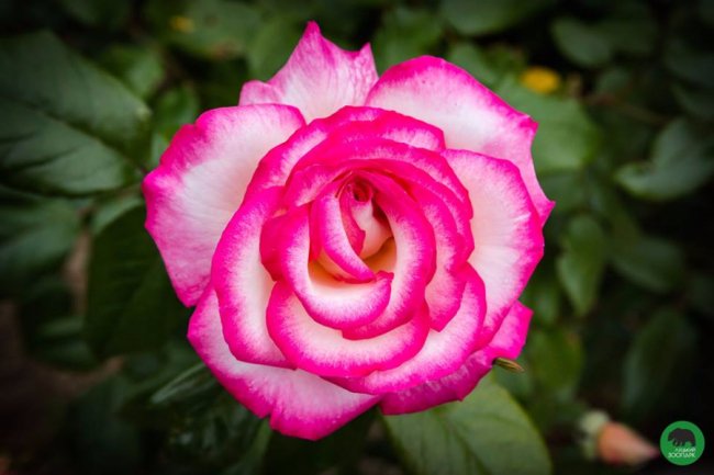 Квіти Луцького зоопарку: 37 дивовижних фото