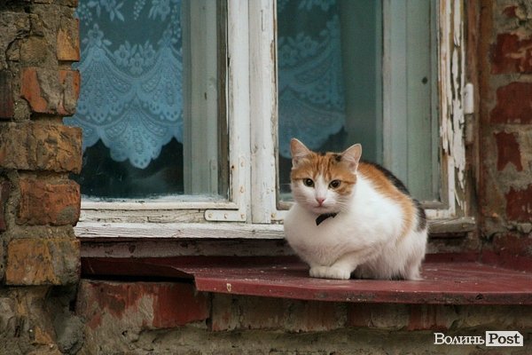 Місто, яке я люблю. Луцьк прокидається. Частина 5