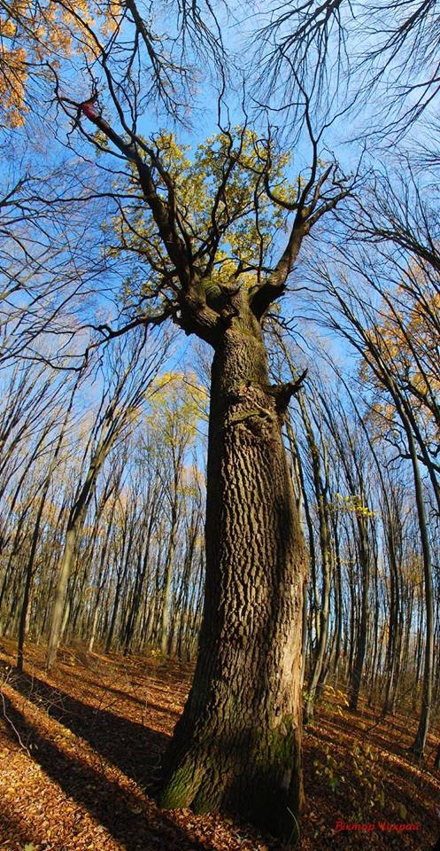 Неймовірні дуби у селі під Луцьком стали зірками фотосесії митця