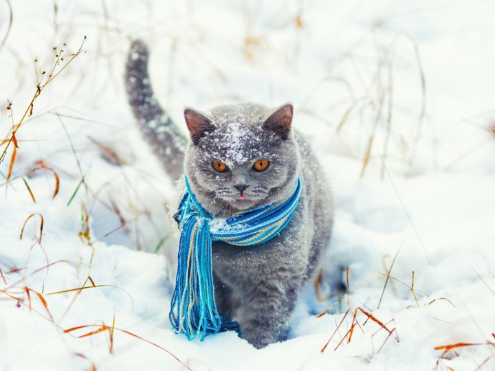 Якою буде погода в Луцьку та на Волині завтра, 4 січня