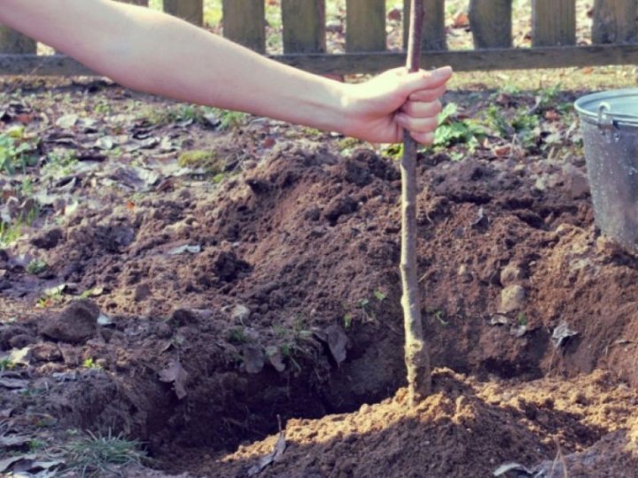Які дерева та чагарники краще садити восени та чому
