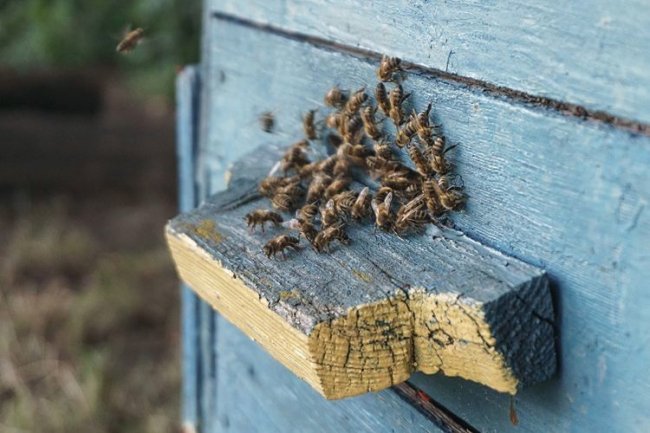 «Недитяче» захоплення: 14-річний волинянин займається бджолярстом. ФОТО. ВІДЕО