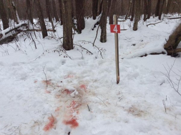 Волинський заказник перетворили на приватне мисливське угіддя, – волонтер