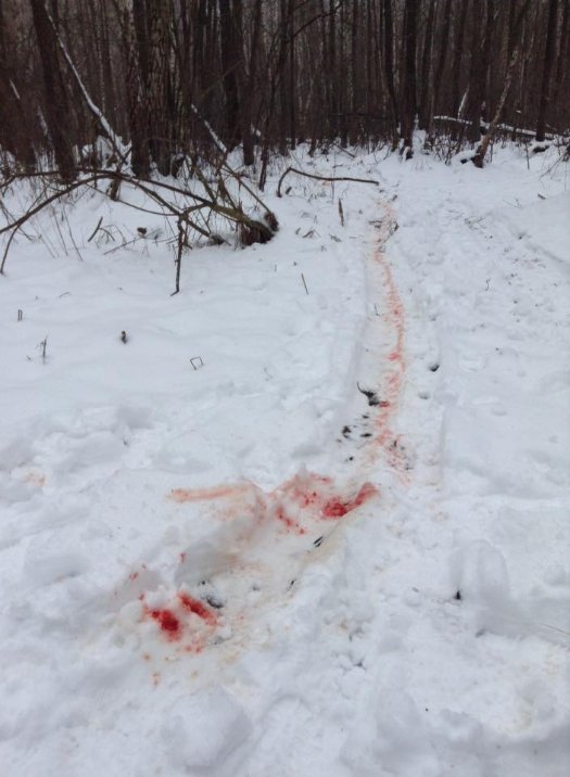 Волинський заказник перетворили на приватне мисливське угіддя, – волонтер