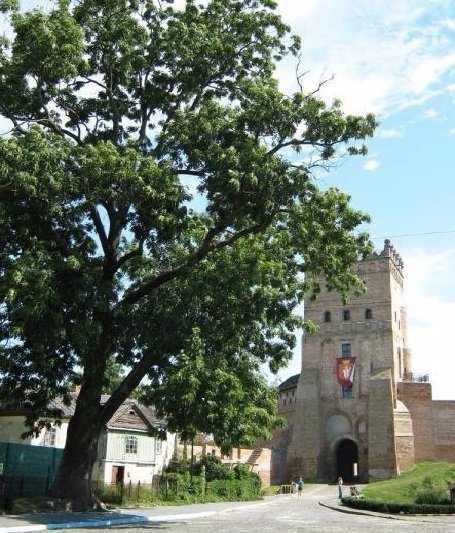 У Луцьку хочуть зрізати ясен Лесі Українки, якому більше півтори сотні років. ФОТО