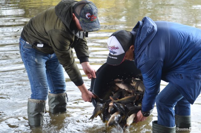 Щука, короп і судак: у луцький Стир випустили тисячі рибин. ФОТО