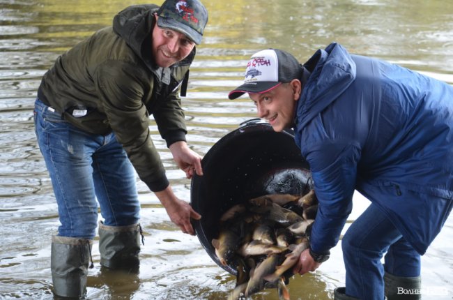 Щука, короп і судак: у луцький Стир випустили тисячі рибин. ФОТО