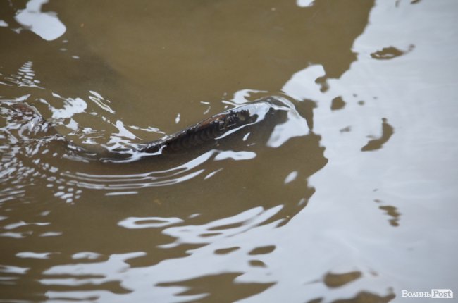 Щука, короп і судак: у луцький Стир випустили тисячі рибин. ФОТО