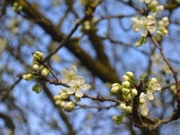 8 квітня у Луцьку зафіксували черговий температурний рекорд