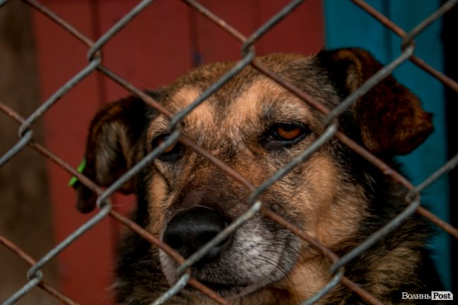 Тепло для чотирилапих: лісівники забезпечили дровами луцьку «Ласку». ФОТО