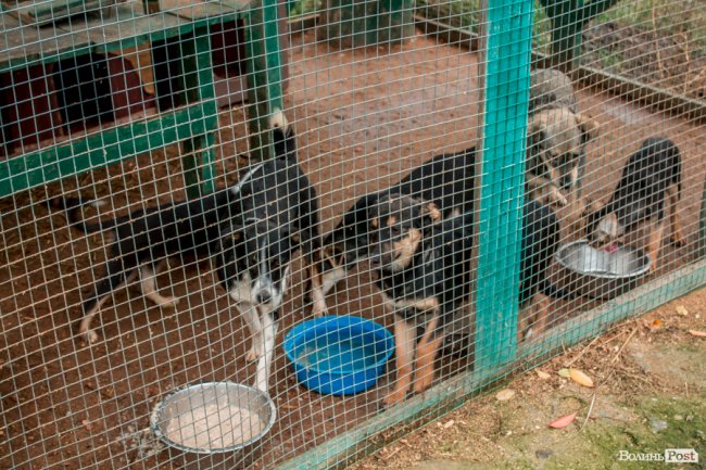 Тепло для чотирилапих: лісівники забезпечили дровами луцьку «Ласку». ФОТО