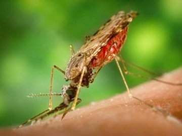 В Україні зафіксували новий випадок небезпечної тропічної хвороби