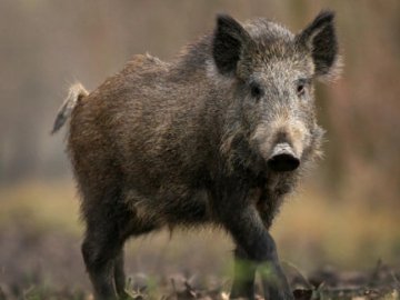Кабани-нелегали втікають до Євросоюзу: кумедне відео