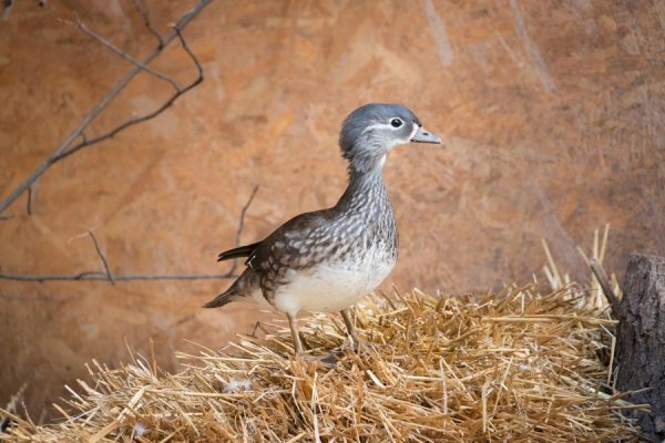 Лучан кличуть в зоопарк знайомитися із новими мешканцями. ФОТО