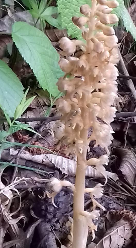 У волинському лісі цвітуть орхідеї