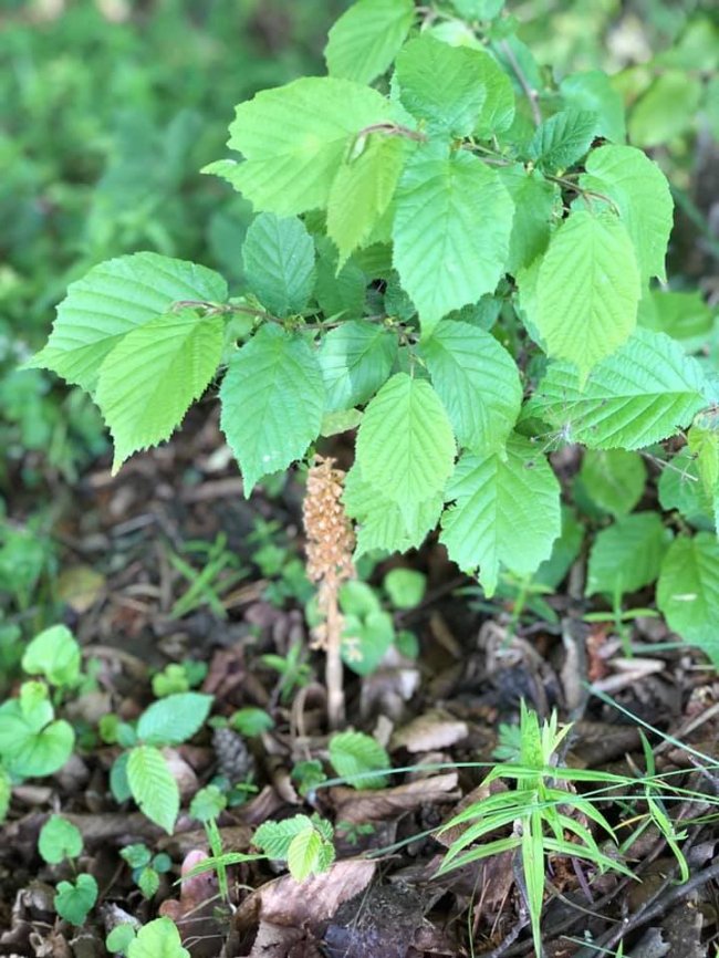 У волинському лісі цвітуть орхідеї