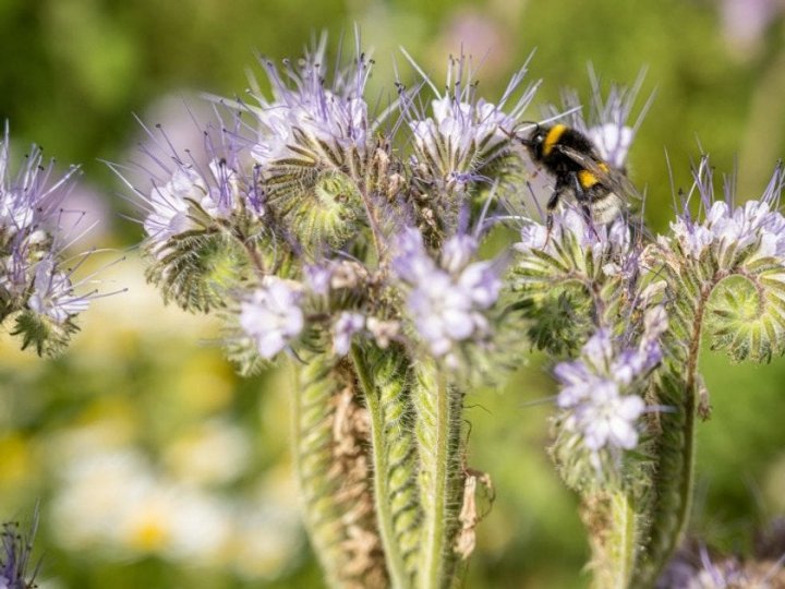 Сидерати від бур’янів, хвороб, для покращення ґрунту: що потрібно посіяти на городі просто зараз