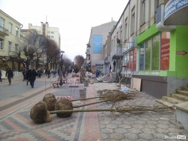 У центрі Луцька висаджують дерева