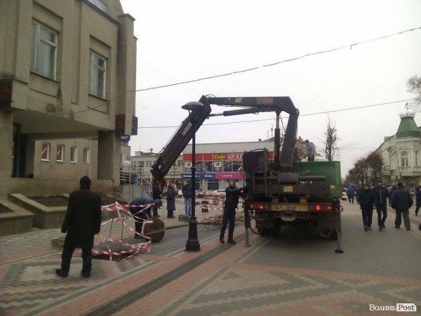 У центрі Луцька висаджують дерева