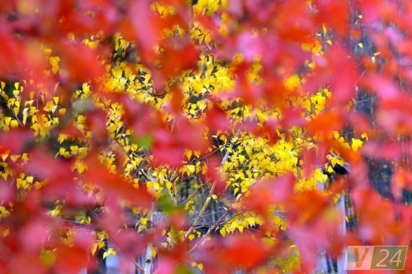 Луцький фотограф показав красу осені в музеї-скансені