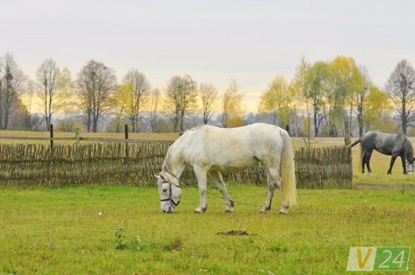 Луцький фотограф показав красу осені в музеї-скансені