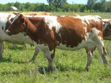 Волинянину за шахрайство з купівлею корів «світить» до 3 років тюрми