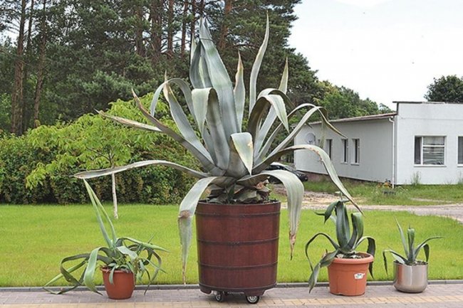 Подружжя з Волині вирощує у себе вдома екзотичну мексиканську агаву