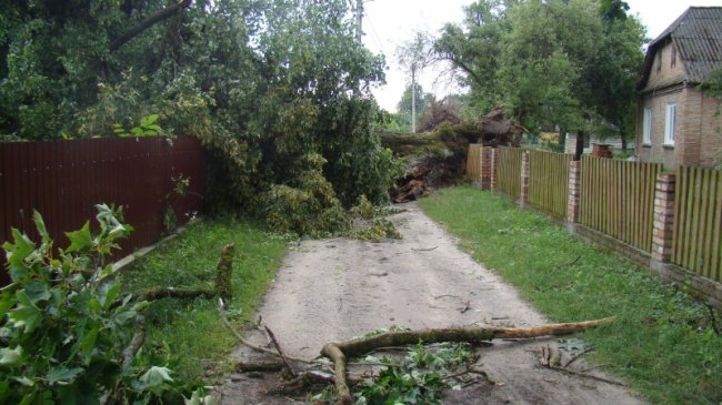 Повалені дерева, пошкоджений будинок і зупинка: у районі на Волині буревій наробив лиха. ФОТО