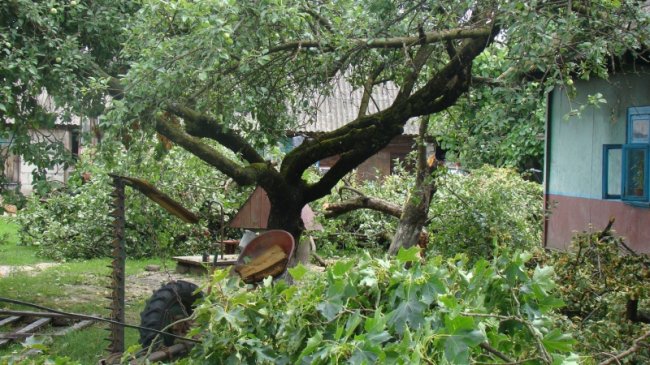 Повалені дерева, пошкоджений будинок і зупинка: у районі на Волині буревій наробив лиха. ФОТО