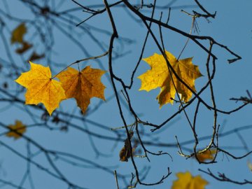 Погода в Луцьку та Волинській області на четвер, 29 жовтня