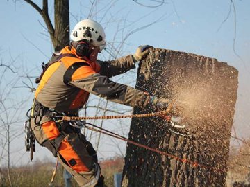 На зрізання дерев Луцька громада витратить понад 2 мільйони
