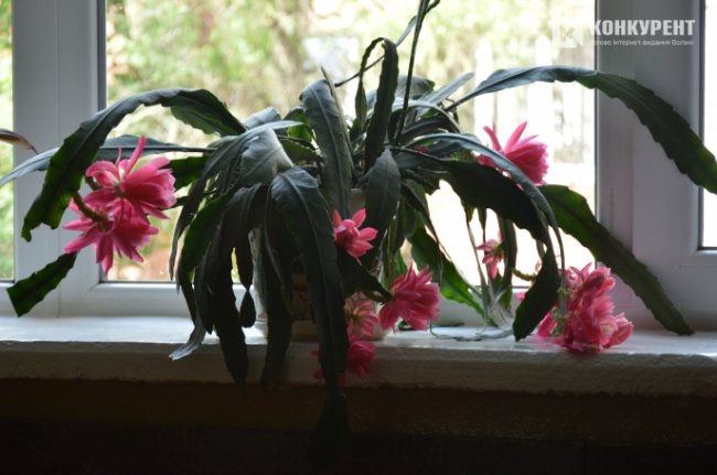 Луцька школа № 25 зсередини. ФОТО