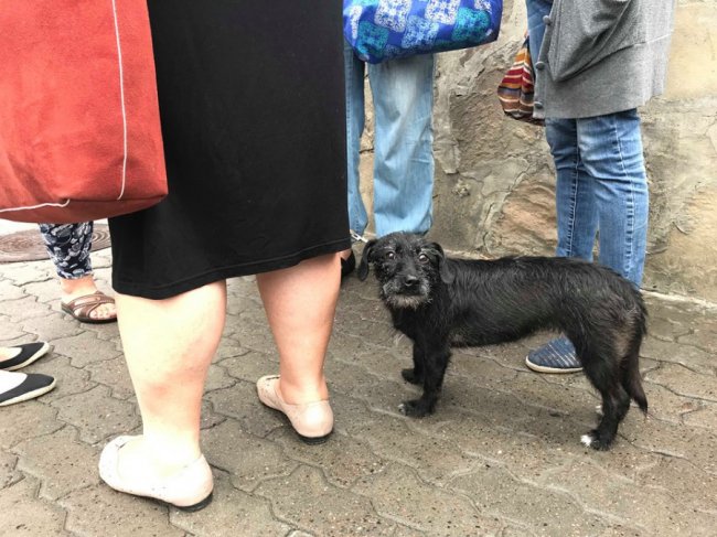 «Тварини - живі істоти»: луцьку мерію пікетували зоозахисники. ФОТО