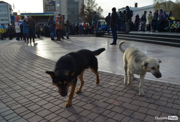 У Луцьку на Євромайдані – навіть собаки. ФОТО