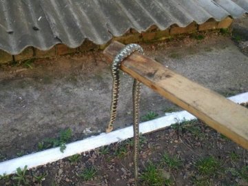 У Луцьку біля під’їзду багатоповерхівки впіймали вужа