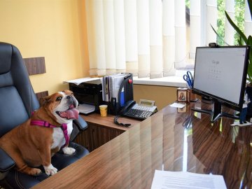 У луцький ЦНАП взяли на роботу собак. ФОТО