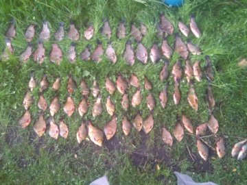 Карасі вилізли боком: на Волині спіймали браконєрів