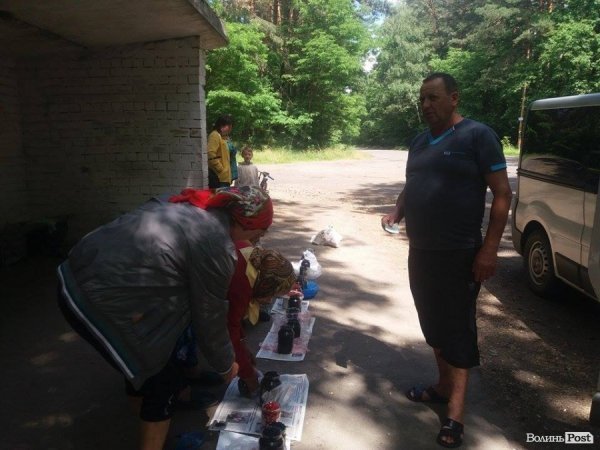 На Волині суничний бум – замість чорниці люди збирають «ягоду сонця». ФОТО