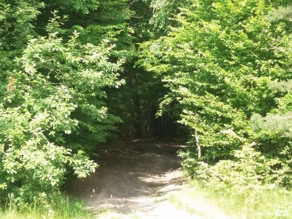 На Волині суничний бум – замість чорниці люди збирають «ягоду сонця». ФОТО