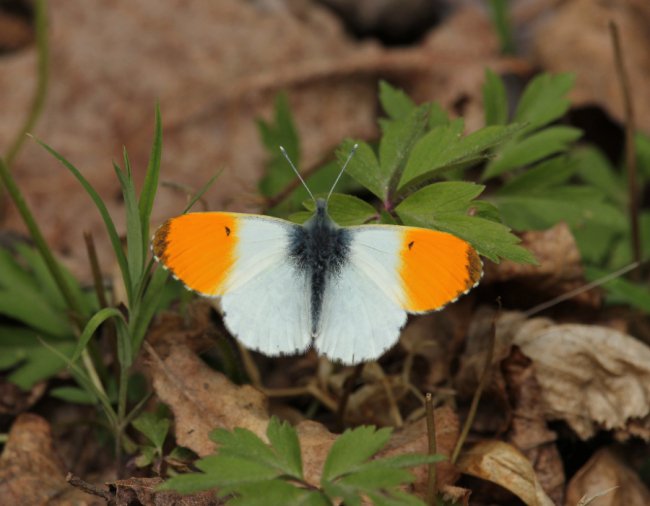 Зоряниця Аврора, також красоцвіт зоряний (Anthocharis cardamines)