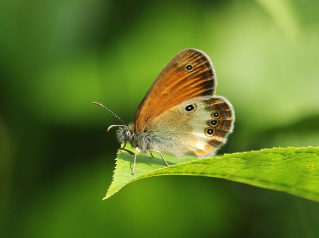 Прочанок Арканія (Coenonympha arcania)