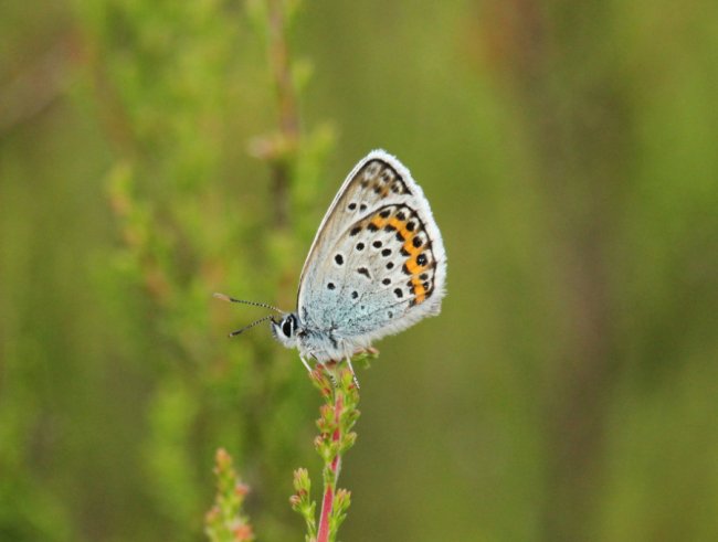 Синявець Аргус (Plebejus argus)