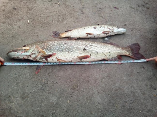 Майже 7 кілограмів і метр завдовжки: волинянин похизувався величезним уловом