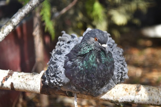 Як почуваються у Луцькому зоопарку голуби, врятовані з-під Бахмута