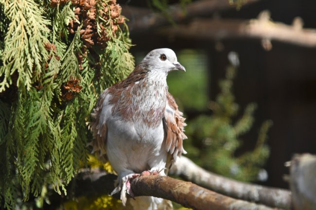 Як почуваються у Луцькому зоопарку голуби, врятовані з-під Бахмута