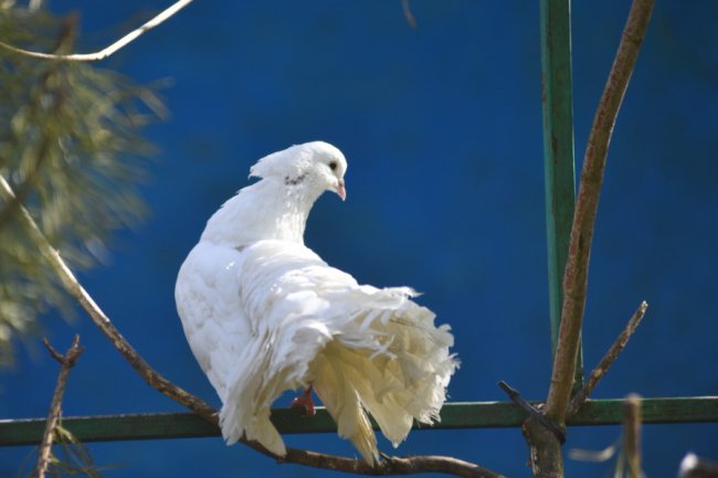 Як почуваються у Луцькому зоопарку голуби, врятовані з-під Бахмута