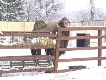Як зимують мешканці Луцького зоопарку