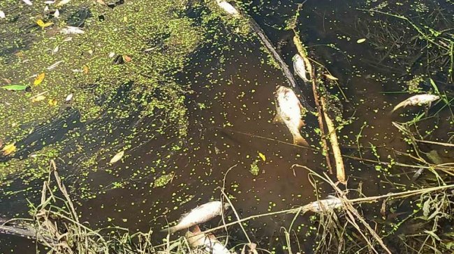 У річці на Волині зафіксували загибель риби і раків. ФОТО