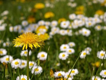 Погода в Луцьку та Волинській області на середу, 12 травня